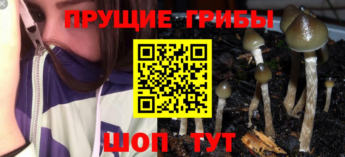 Псилоцибиновые грибы Psilocybine cubensis Мончегорск